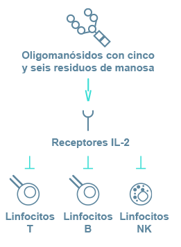 Immunodeficiency in Alpha-Mannosidosis